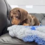 Smooth Coat Mini Dashund in London