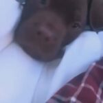 Beautiful Mastiff Puppies For Sale in London