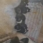 Bear Headed American Akitas in Swindon