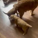 Gorgeous Cavalier Puppies in Hertfordshire