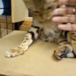 Beautiful predigree Bengals for sale in London