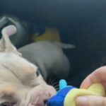 Nano Micro Exotic Bully Adult Female in Kirklees