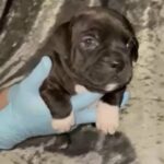 Staffordshire Bullterrier Puppies in Cardiff