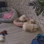 Maltese puppies girl and boy left in Bassetlaw