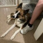 Female Border Collie in Peterborough