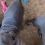 cane corso pups for sale in Boston