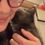 Orphaned Kitten For Sale in Tunbridge Wells