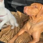 London Ridgeback in London