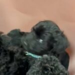 Beautiful Sproodle F1b Puppies Just Two Left!! in Preston