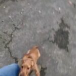 Cocker Spaniel Puppies in Crawley