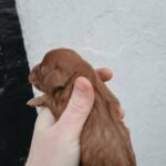 F1b Cavapoos in Crawley