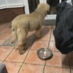 Caucasian Shepherd Male in Manchester