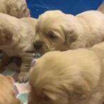 Trained Golden retriever puppies in Leeds