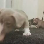 ABKC POCKET BULLYS Gran Dali meets mclovin in Birmingham