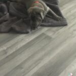 Cane Corso Puppy in Exeter