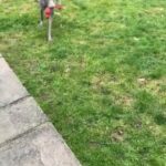 KC Registered Weimaraner in East Dorset