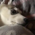 Husky Pup Seeking Forever Home in High Peak