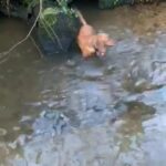 Male Cockapoo Puppy in East Dorset