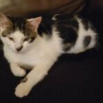 male kitten in North Hertfordshire