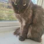 maine coon in Nottingham