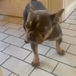 Adult Micro Female in Wrexham