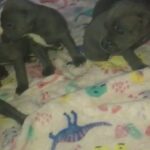 Blue Staffordshire Bull Terriers in Swansea