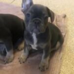 French Bulldog Pups in London