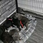 "READY TO GO"Staffordshire bull terier puppies  "READY TO GO"Staffordshire bull terier puppies  READY TO GO STAFFI PUPPIES 2 GIRLS LEFT!!! in Swansea