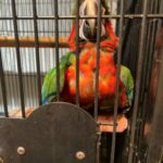 Macaws For Sale in London