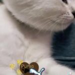 British Shorthair/Longhair Kittens in London