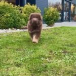 Rare Liver & Tan GSD in Nottingham
