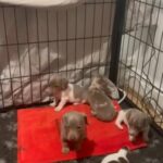 Miniature Dachshunds Sausage Dogs in Rotherham