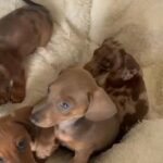 KC Reg Miniature Daschound Puppies in Preston