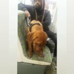 Beautiful Bandog Boy For Sale in London
