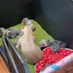 Stunning French Bulldog Puppies For Sale in London