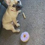 French Bulldog in Birmingham
