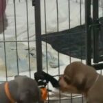 Outstanding ? Tri/Ghost Tri Litter in Charnwood