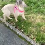 Reduced! 9 Month Old Big Rope Female! Uk?? in Cardiff