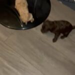 Cockapoo in Birmingham