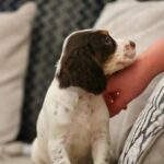 Cocker Spaniel in Birmingham