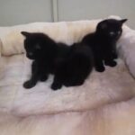 Velvet black kittens in Manchester
