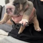 English Bulldog Pups in Nottingham