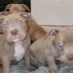 6 Pure Lilac Pocket Bully Pups in Mid Devon