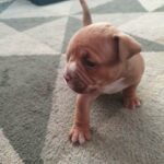REDUCED last boy left gorgeous old tyme bulldogs in London
