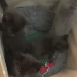 2 kittens in Staffordshire