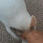 Young male rabbit ready for a new home. in London