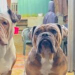 1 Female Olde English Bulldog in London