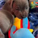 Blue Staffys Kc Registered in Sefton