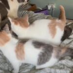 Pedigree British Shorthair Kitten in Calderdale