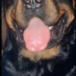 male rottweiler 2yrs old for stud kc registered in Leicester